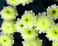 교화 국화 이미지